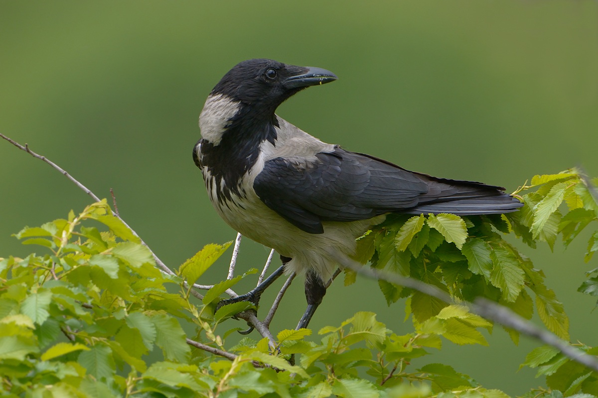 Hooded Crow in green ....