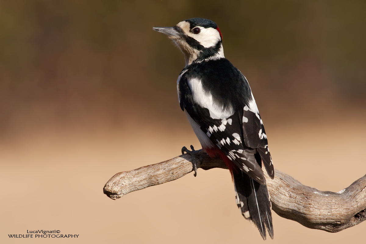 woodpecker