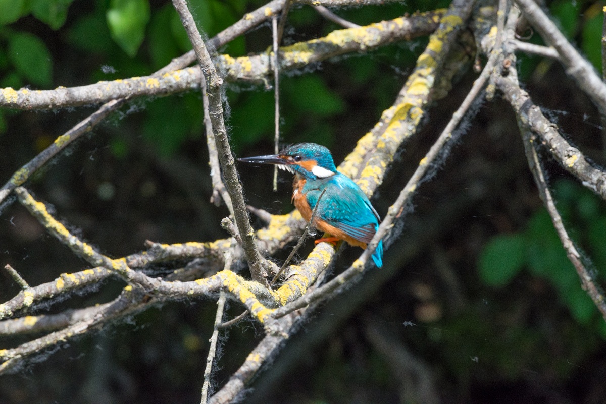 Kingfisher