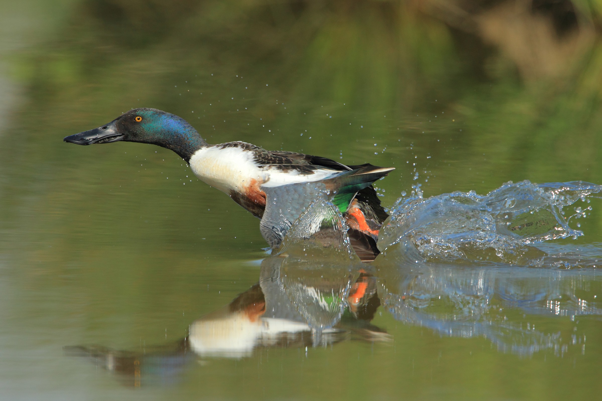 Fledging Shoveler