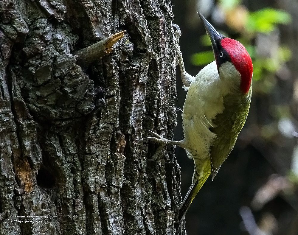 picchio verde   in ricerca  di formiche