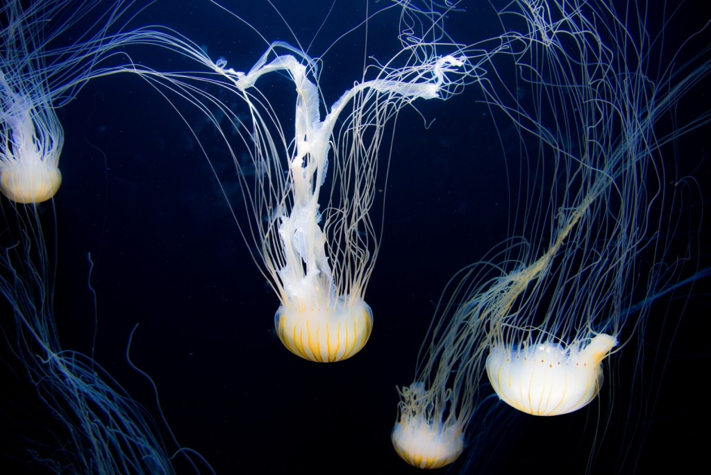 Jellyfish