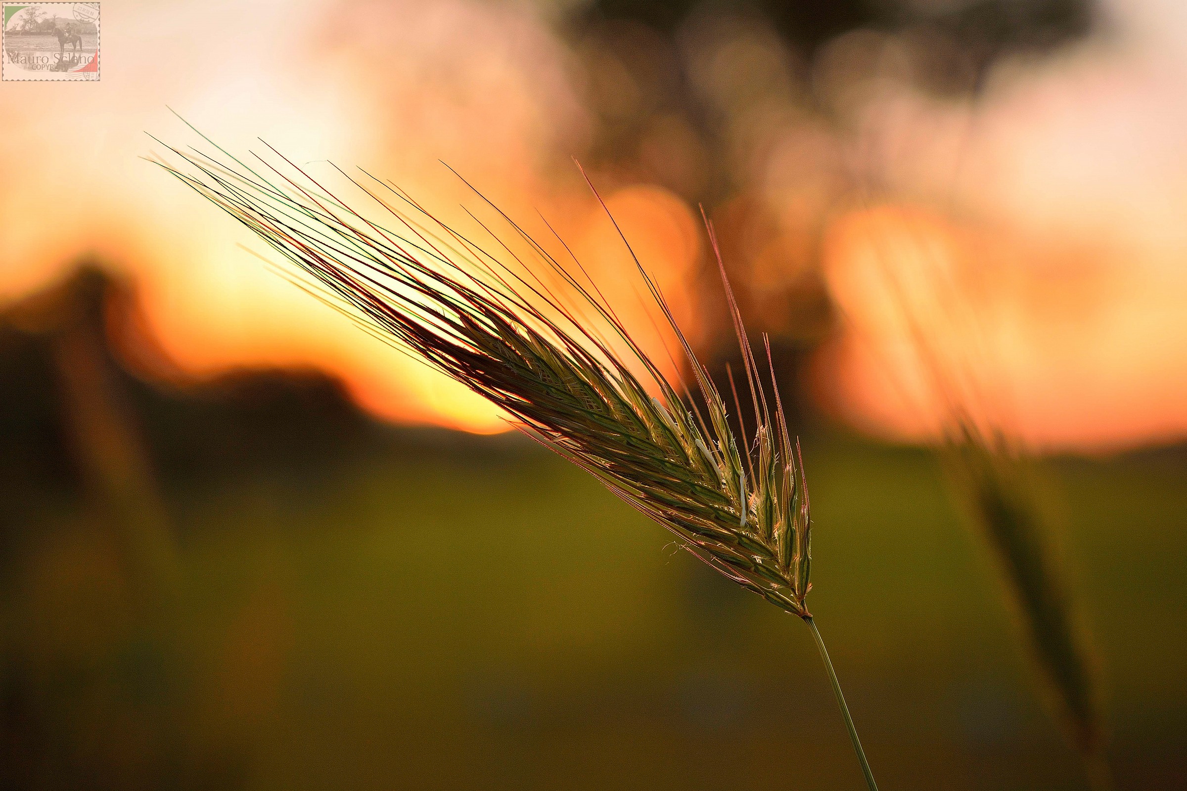 spiga al tramonto