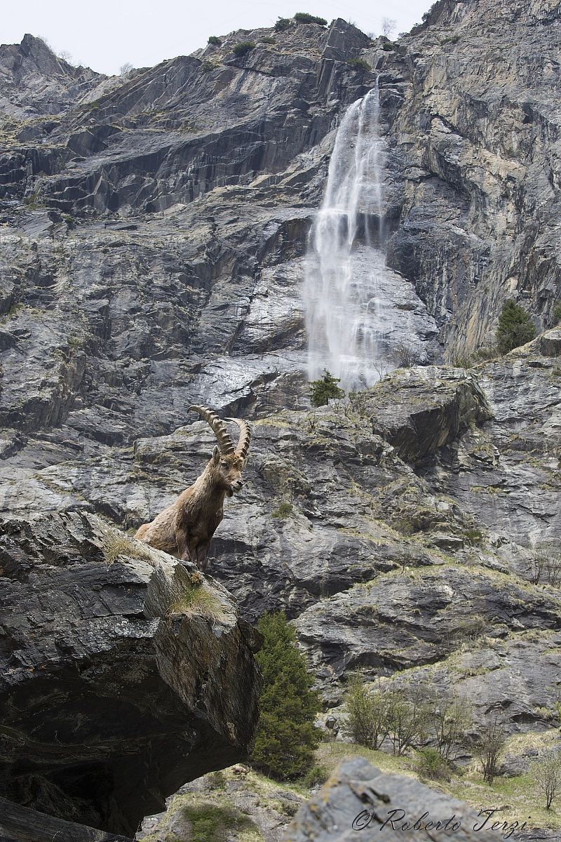 Ibex