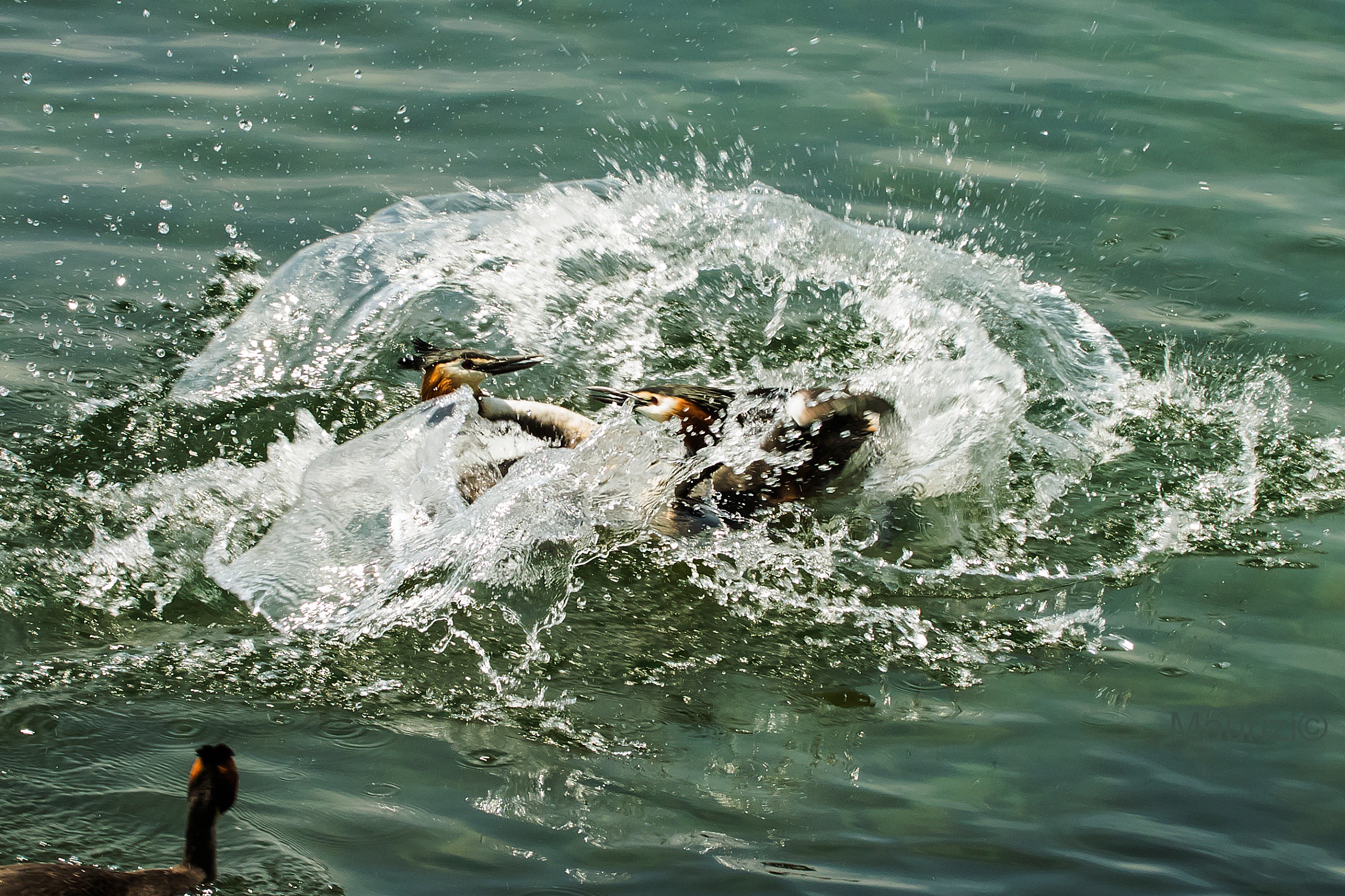 lotta per il territorio