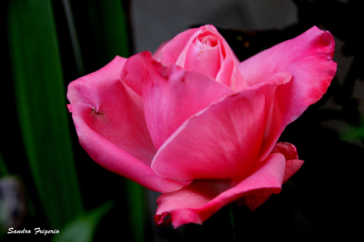 La prima rosa del mio giardino