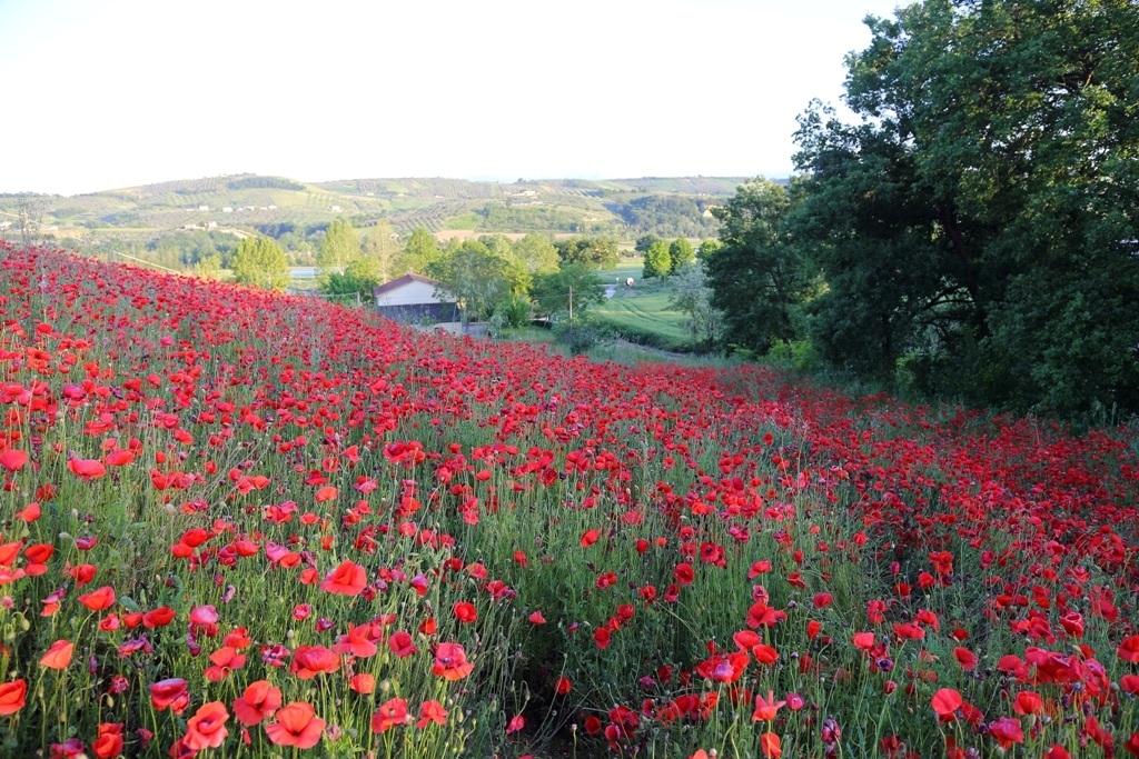 The little house among the poppies