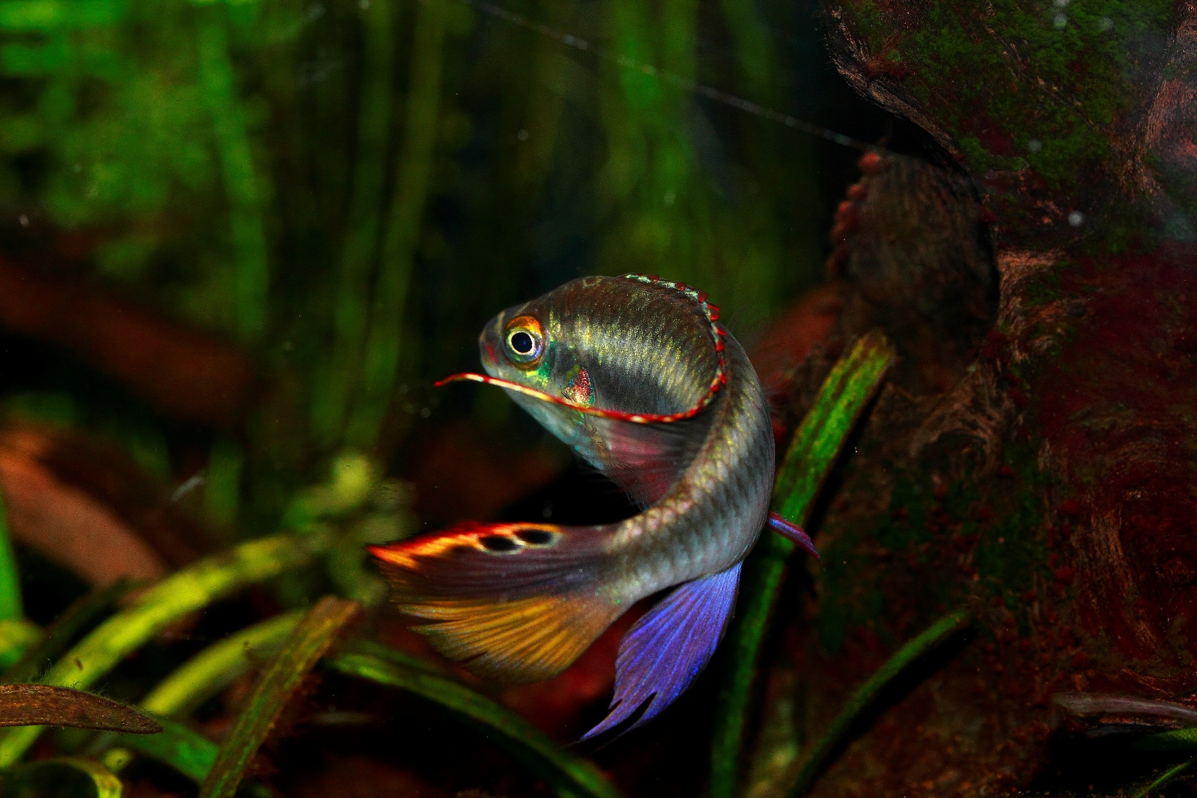 pelvicacromis provided male