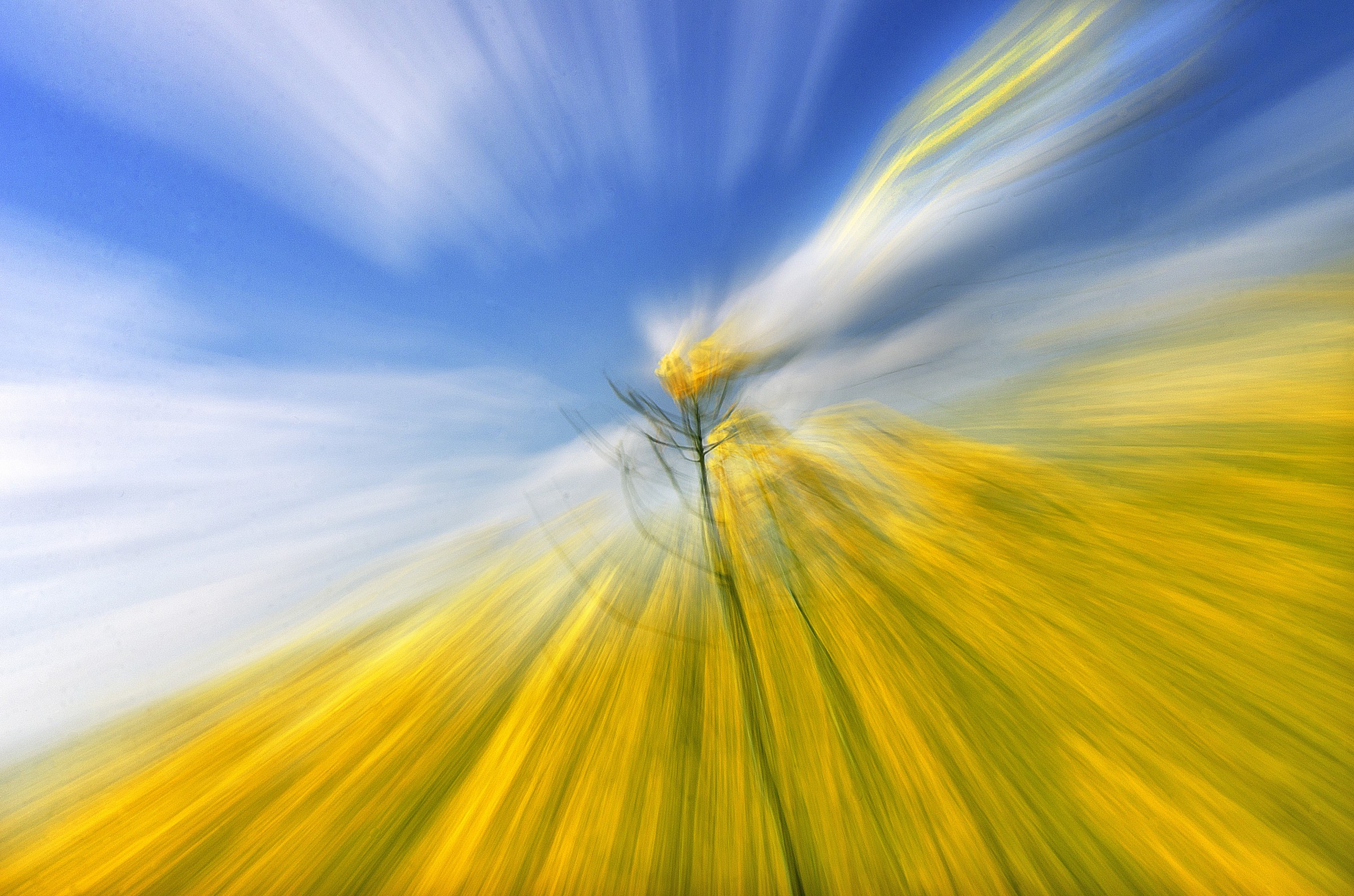 Impressions of Oilseed Rape