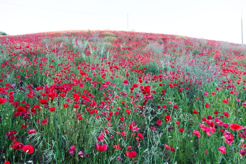 Poppies in the eye