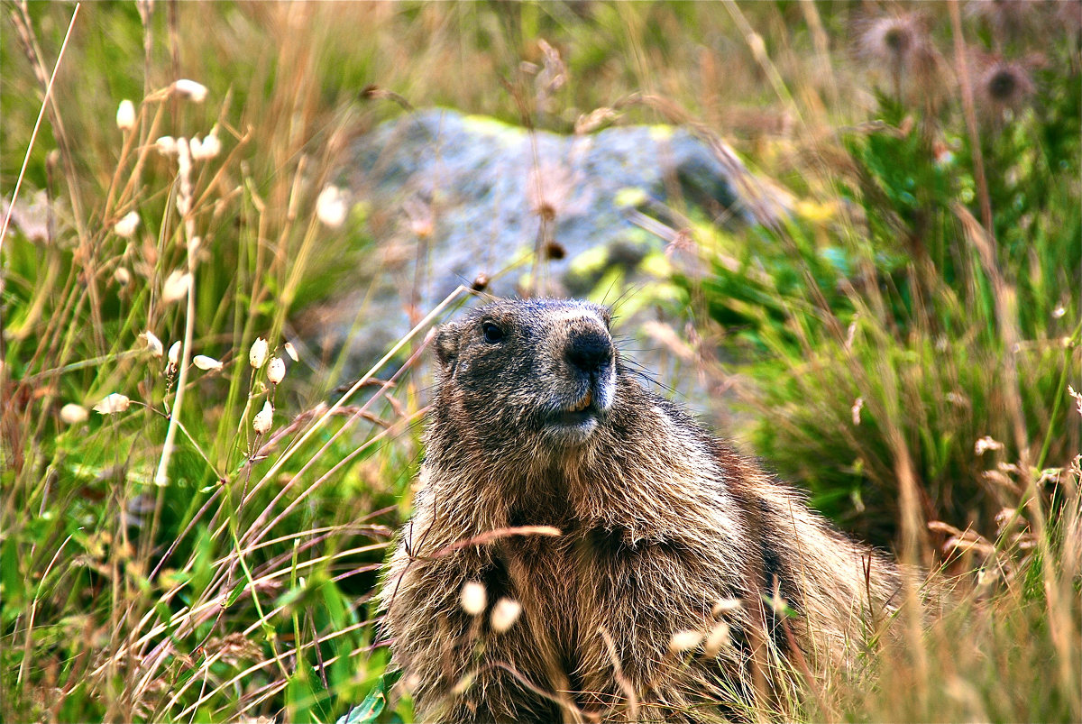 Marmotta