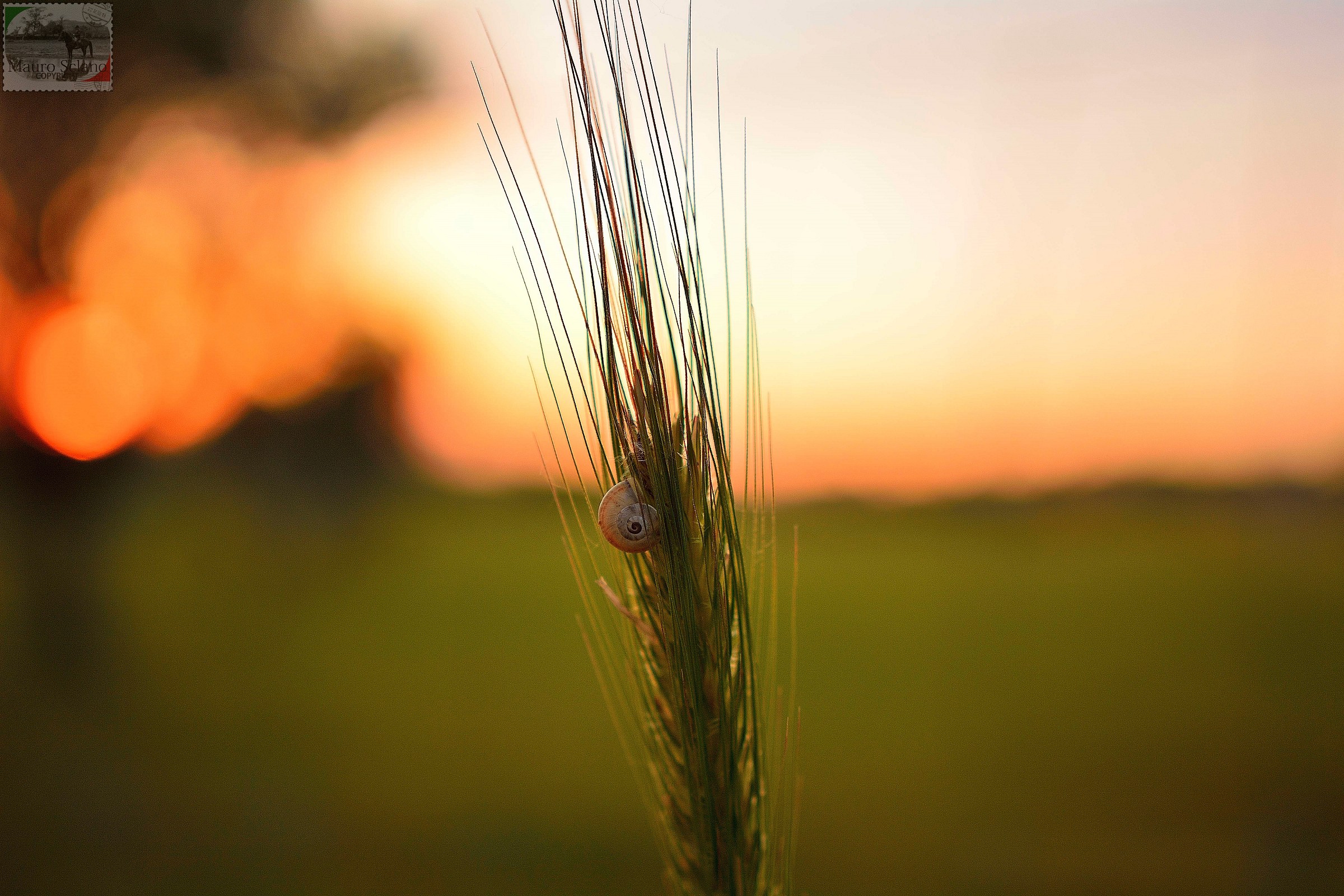 spiga al tramonto