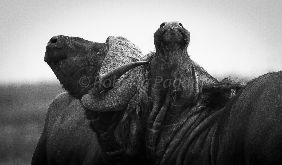 Struggle between buffalo