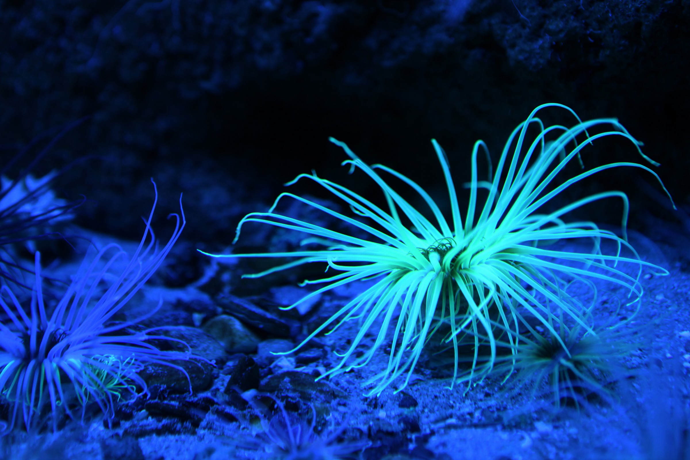 Anemone Fluorescente