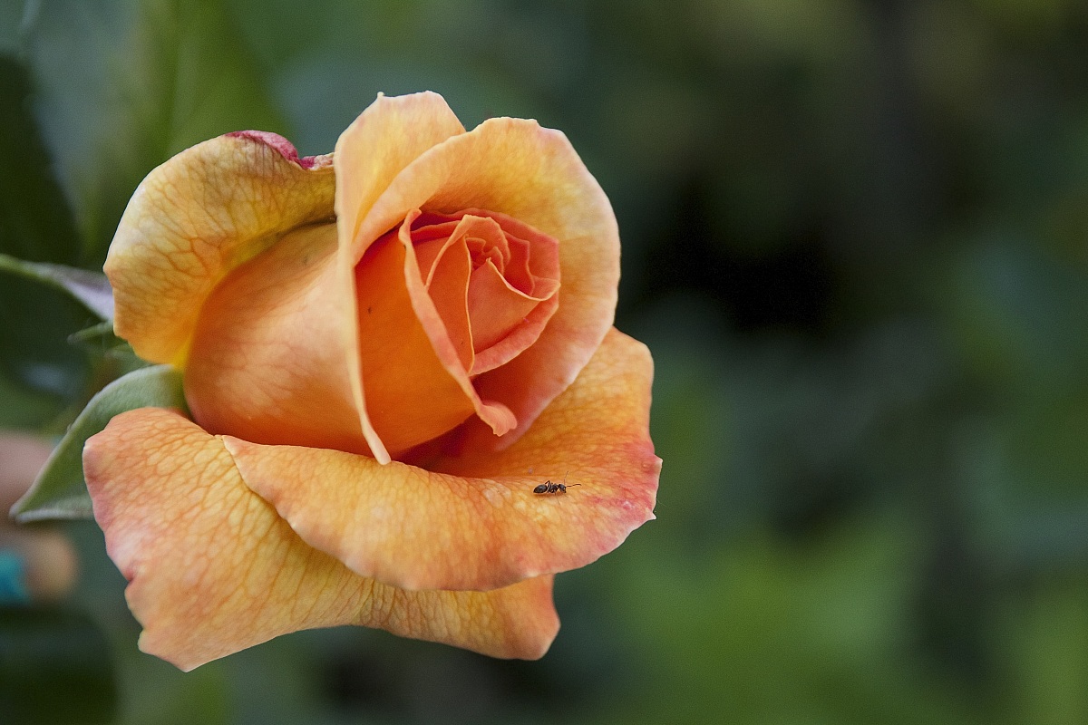 the rose and the ant