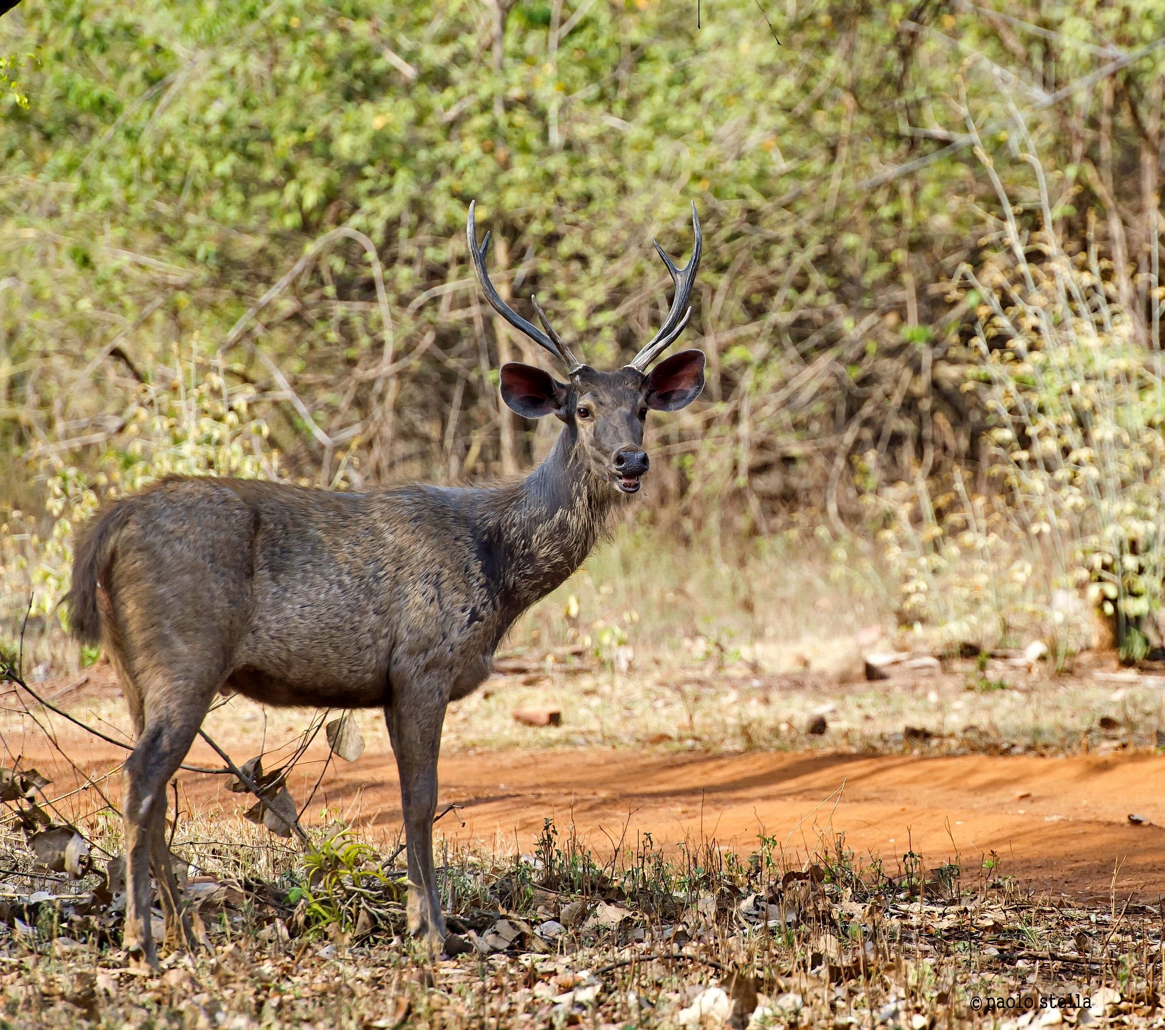 Sambar deer - hurt (Rusa unicolor)