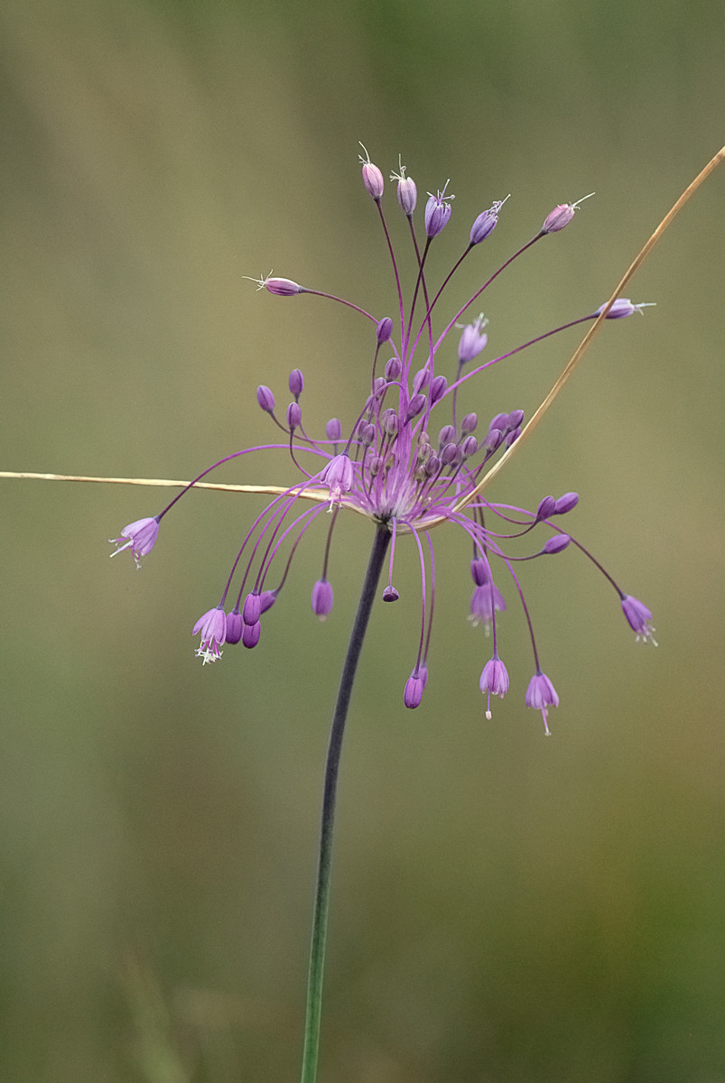Allium carinatum