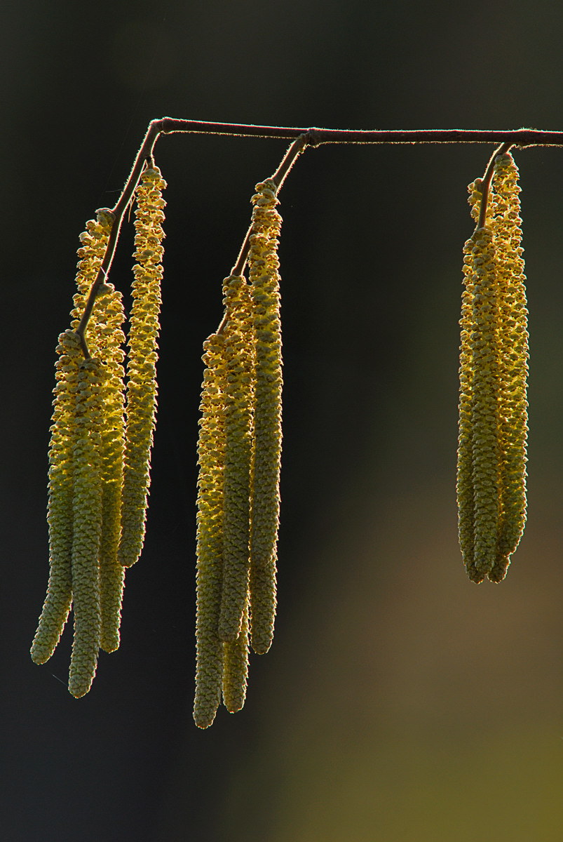 catkins