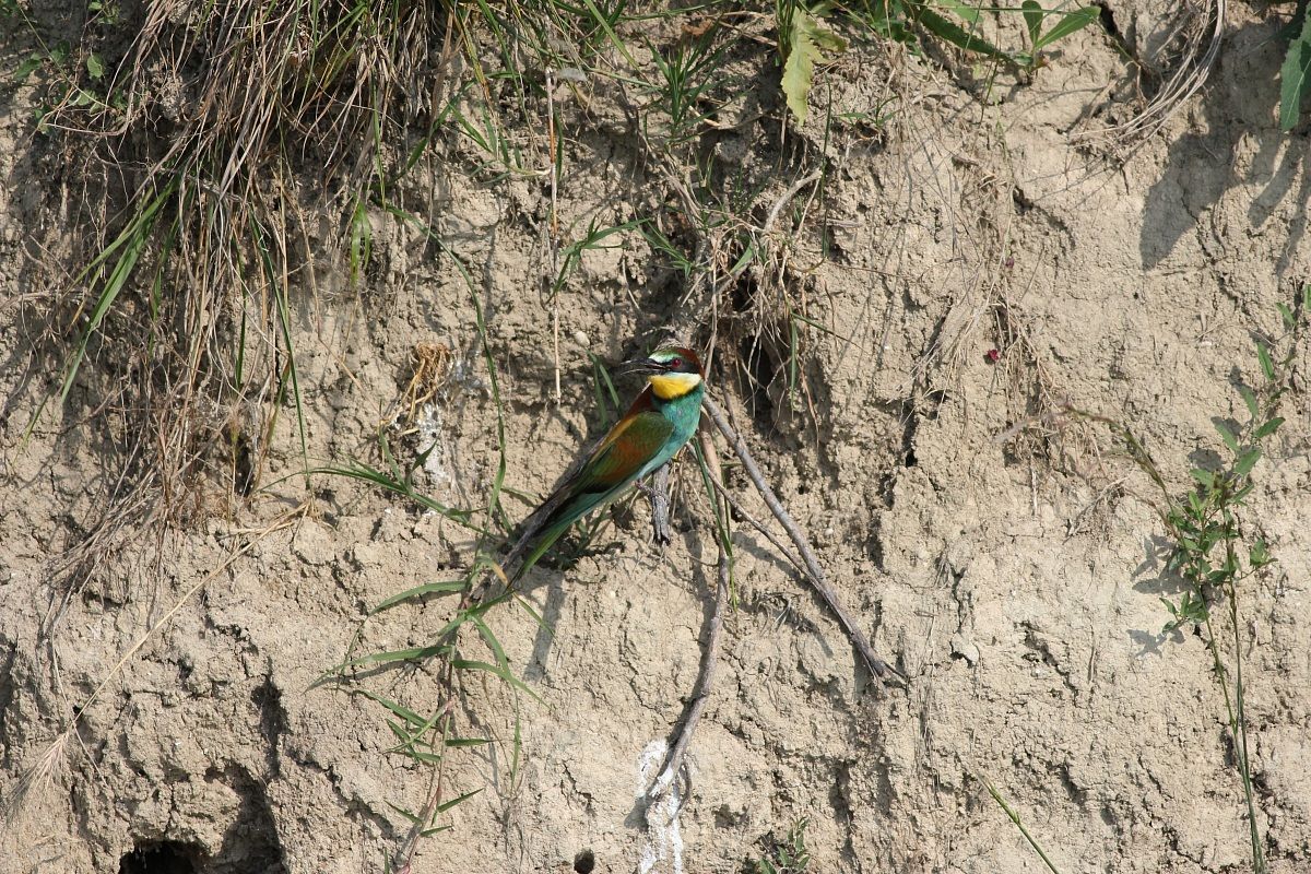 bee-eater