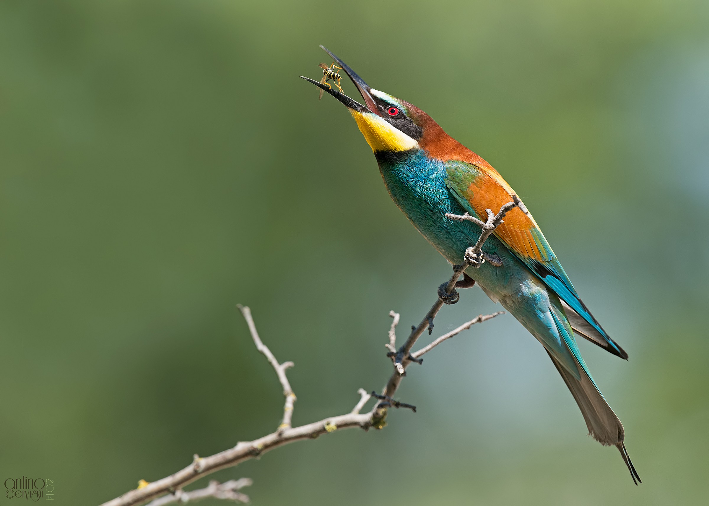 Bee-Eater