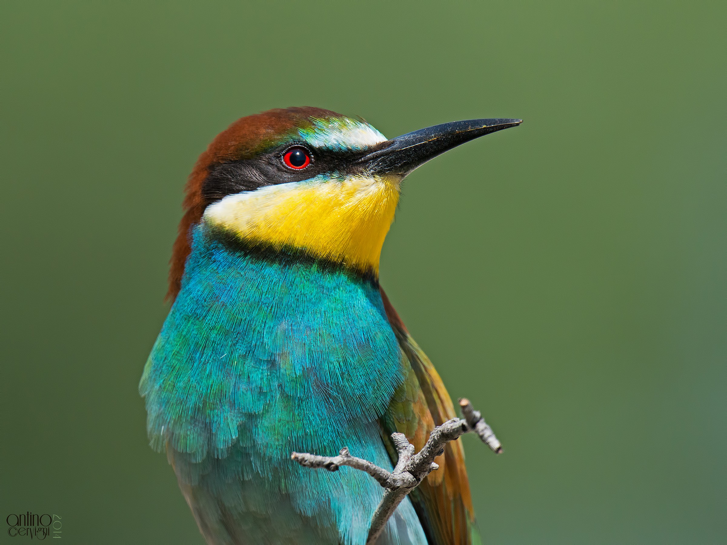 Ritratto di gruccione