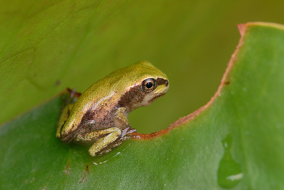 Hyla
