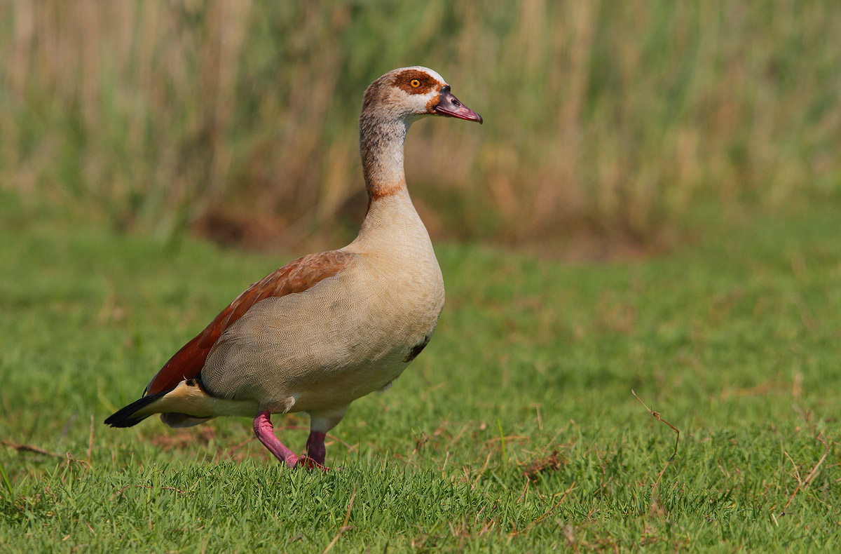 Egyptian Goose