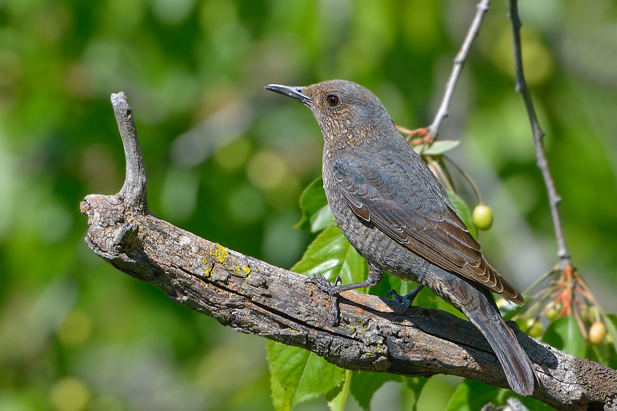 Blue Rock Thrush female
