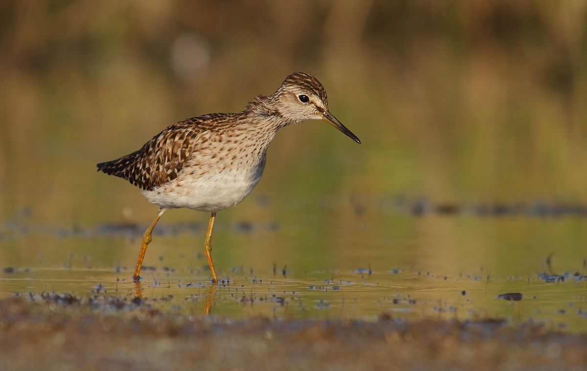 sandpipers boschereccio