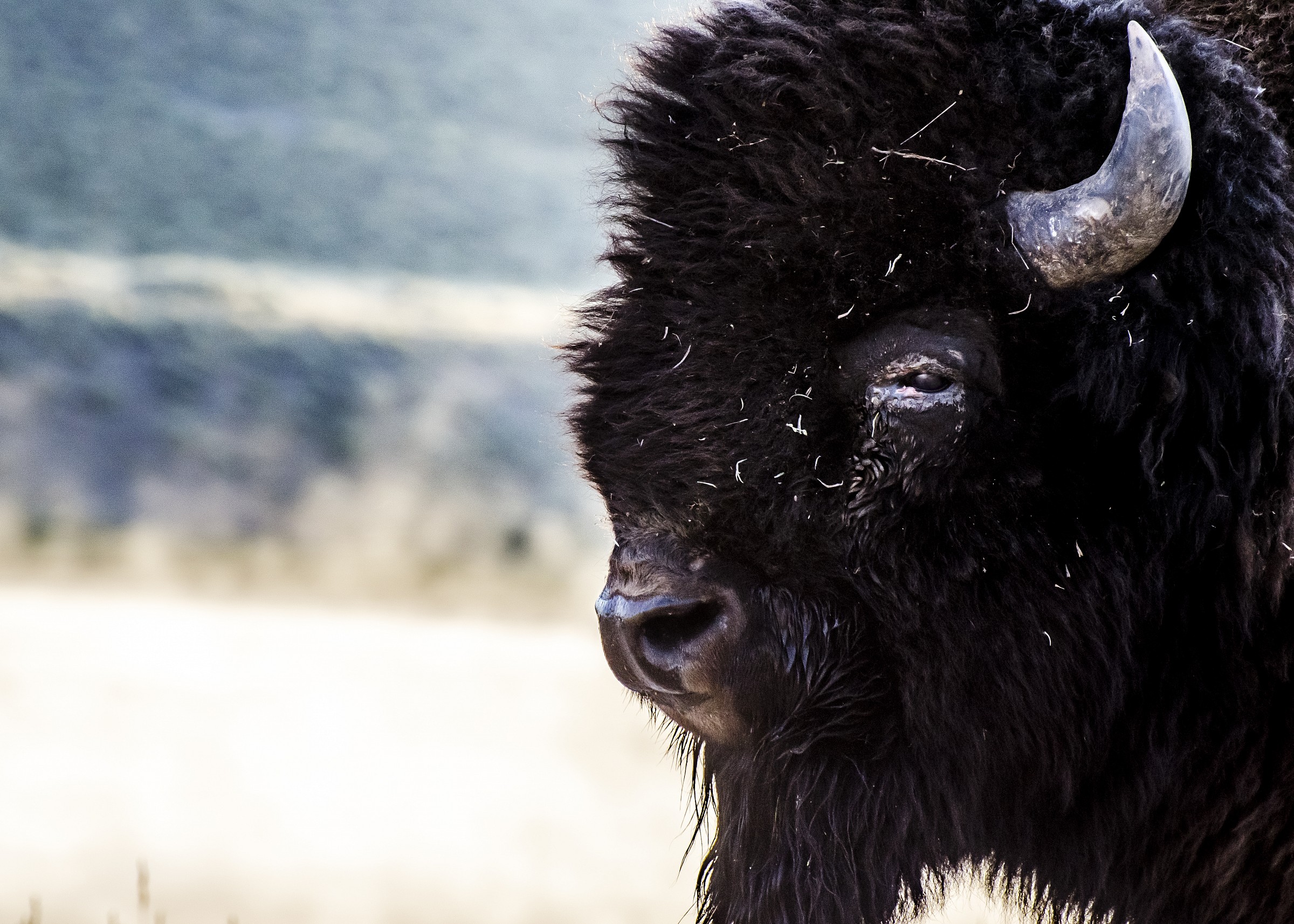 The look of the bison