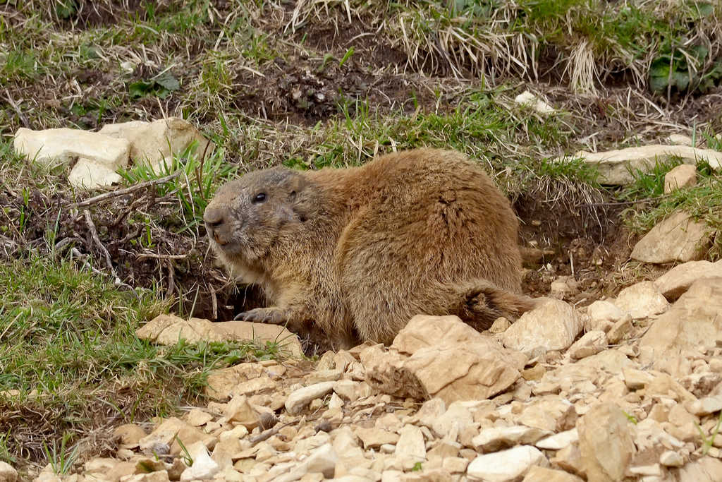 Marmotta