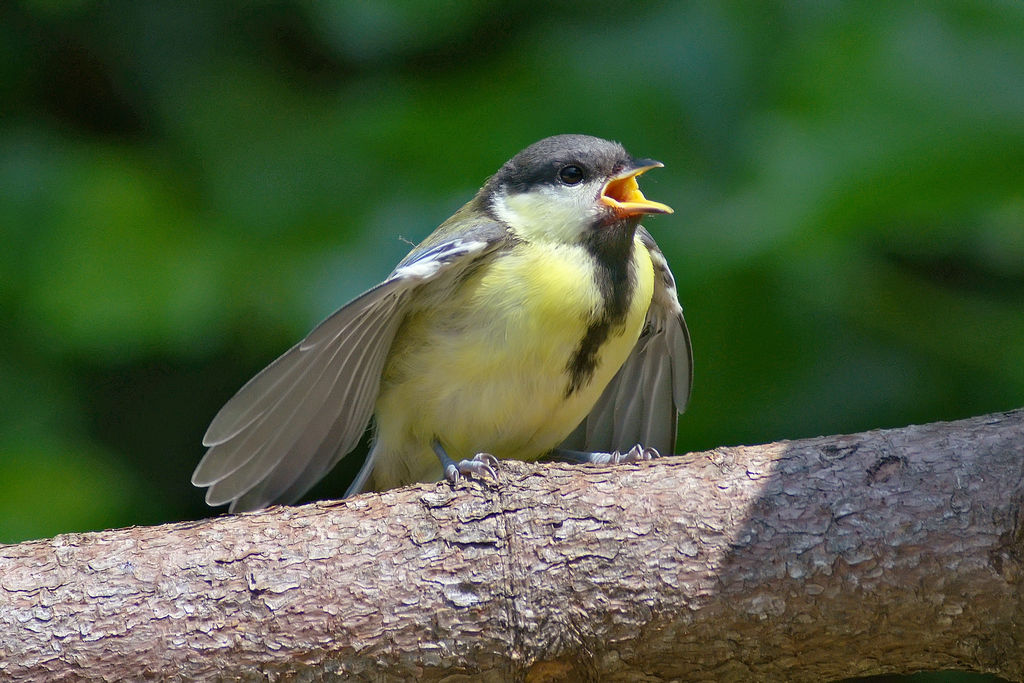 Pullo di cinciallegra
