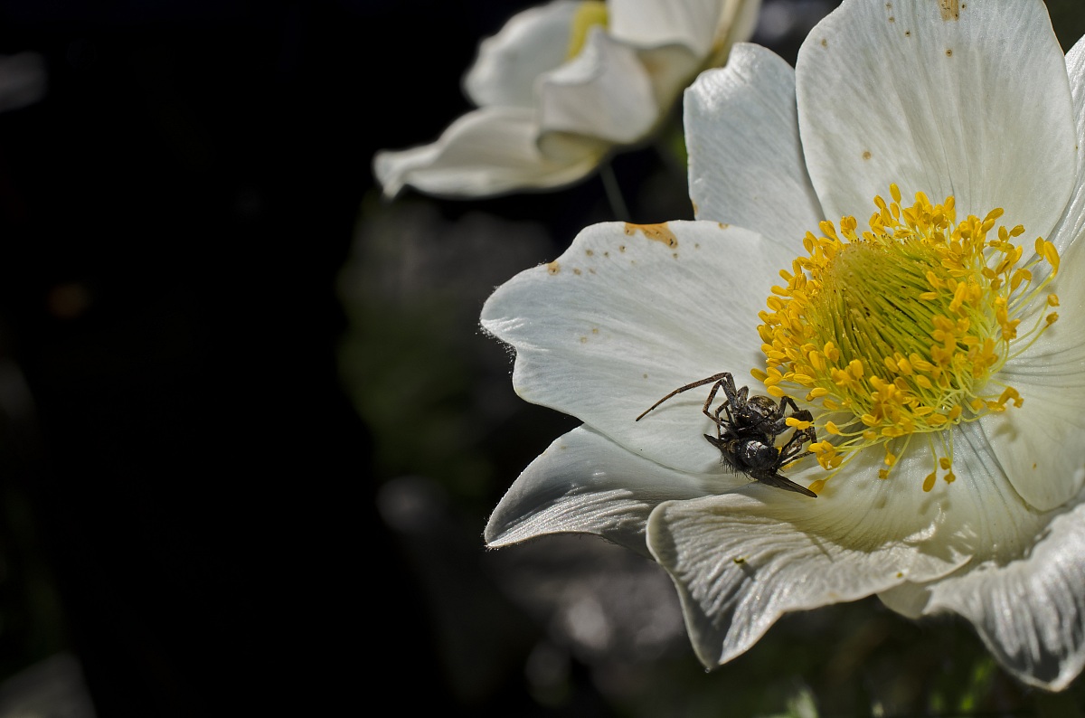 Crime scene on the flower