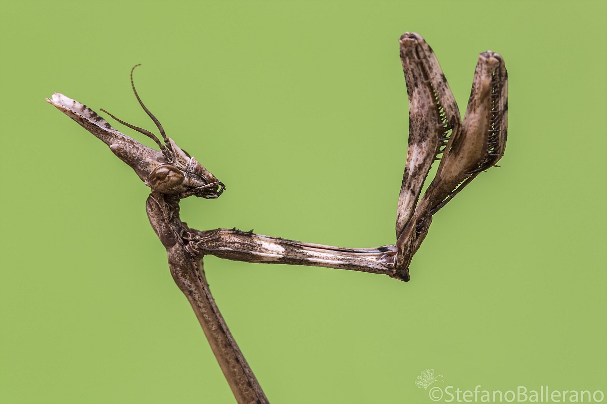 Empusa pennata