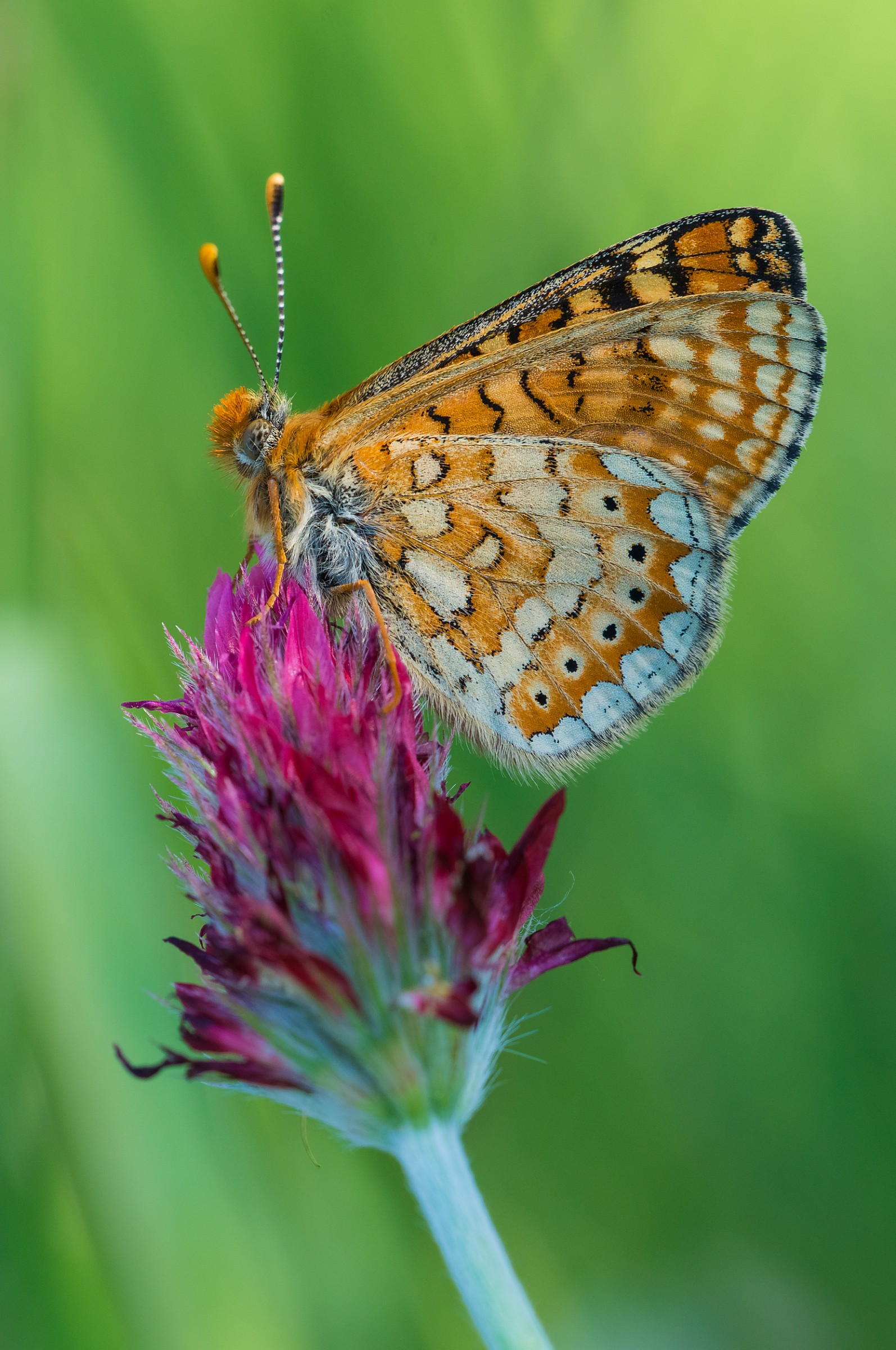 melitaea