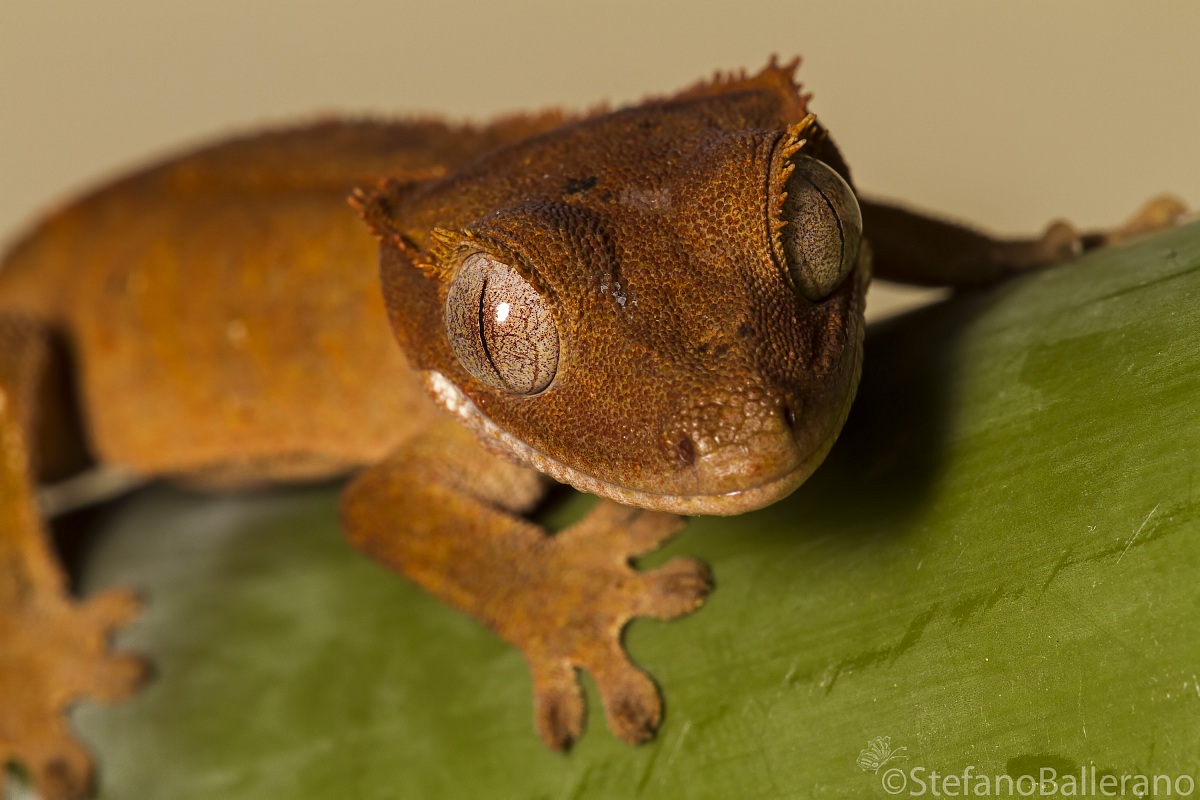 Correlophus ciliatus