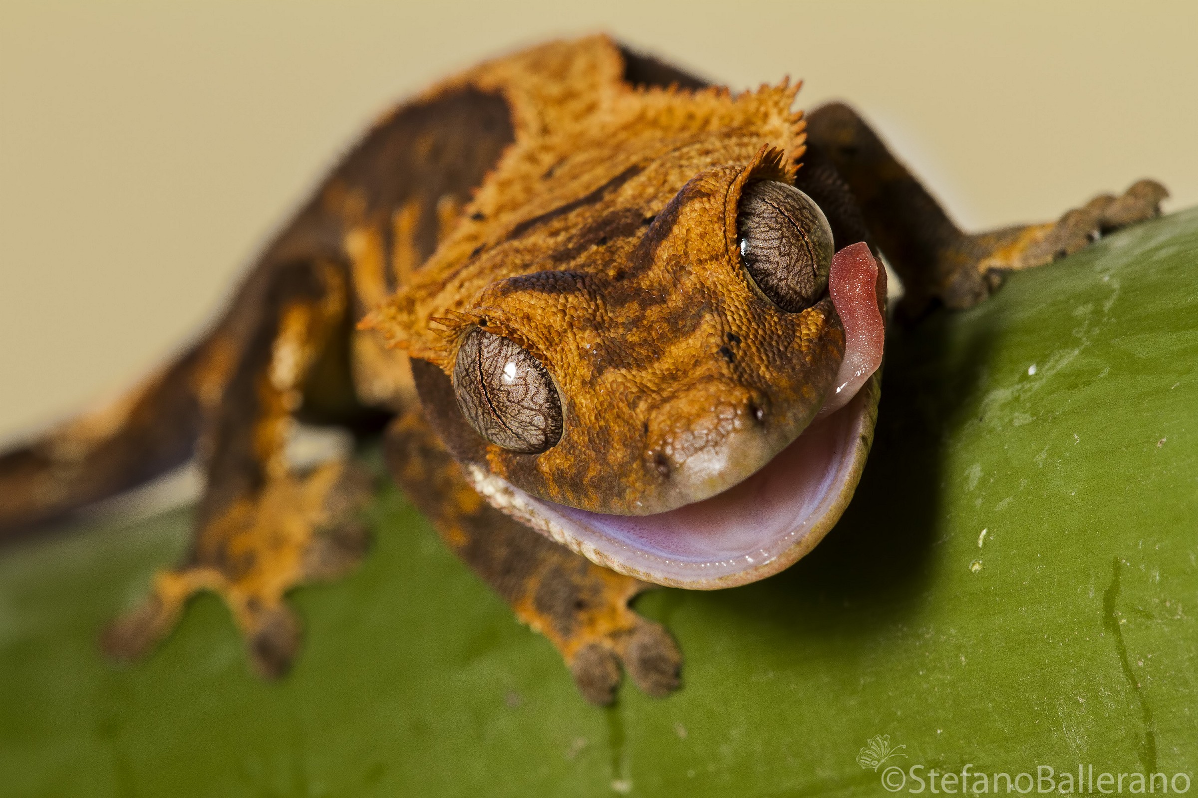 Correlophus ciliatus