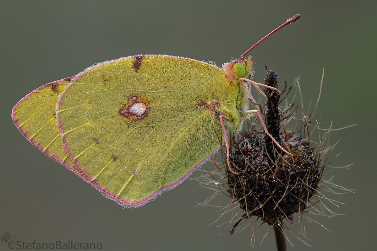 Colias crocea