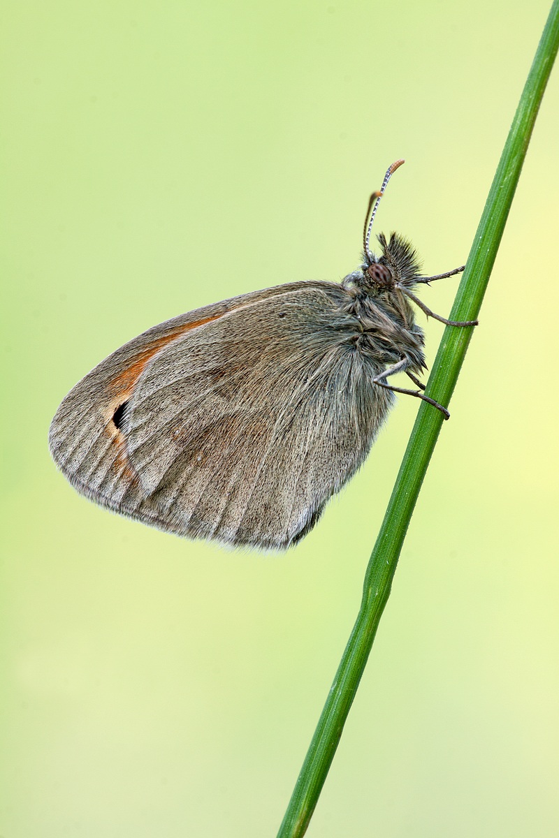 Coenonympha pamphilius 2