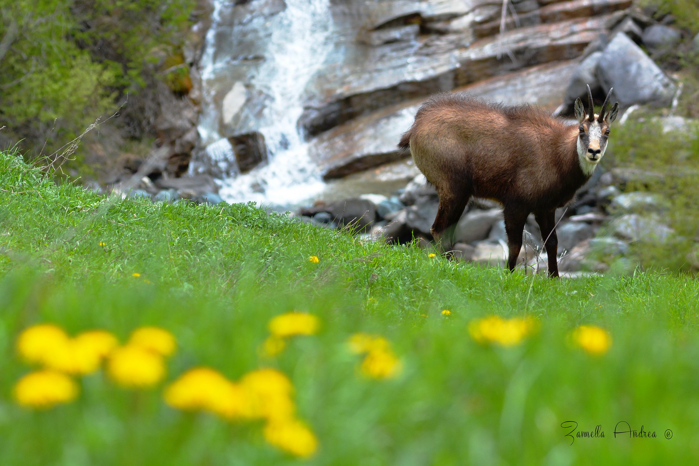 The sweet life in the mountains