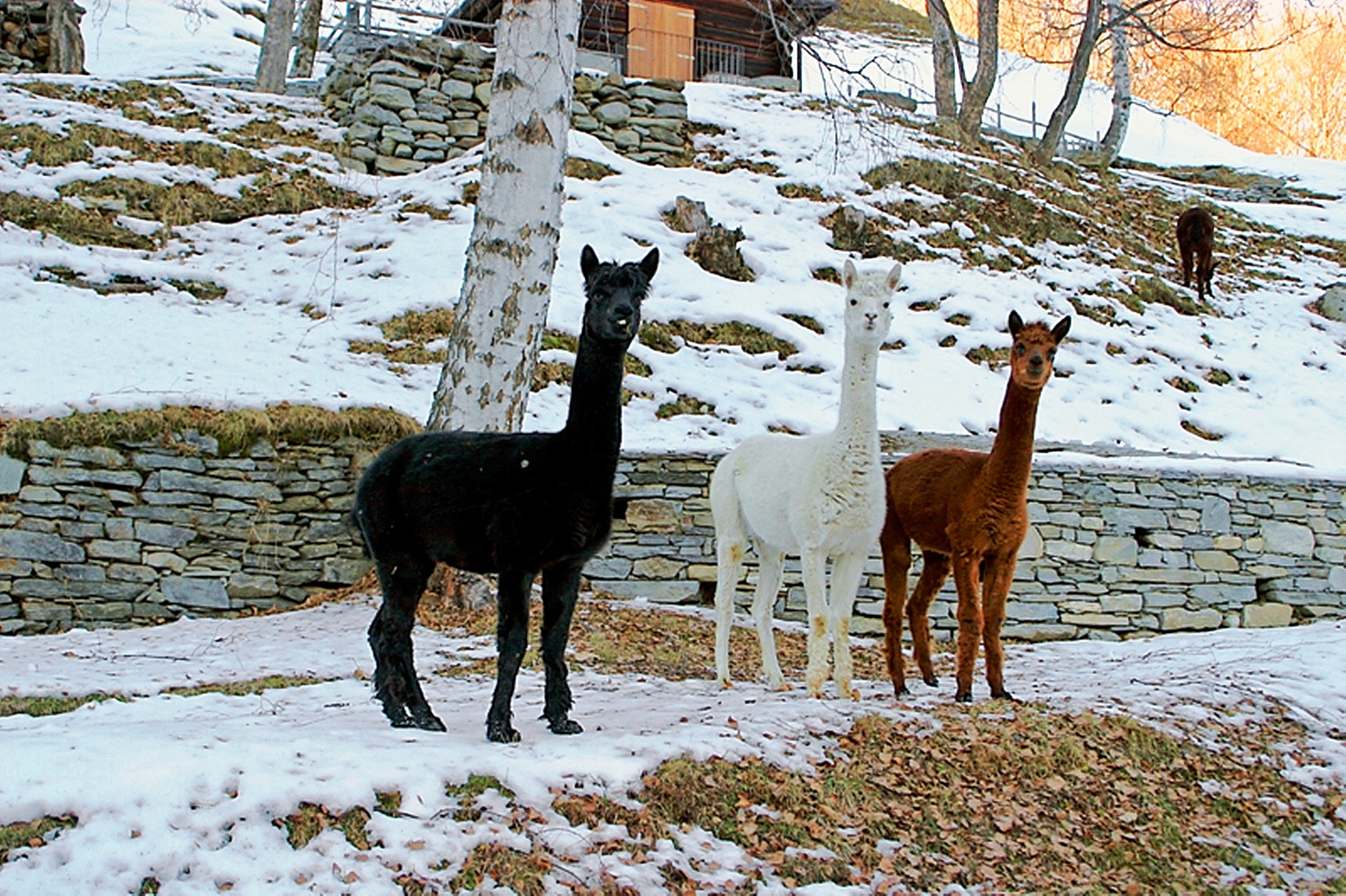 Il Nero, il Bianco, il Bruno