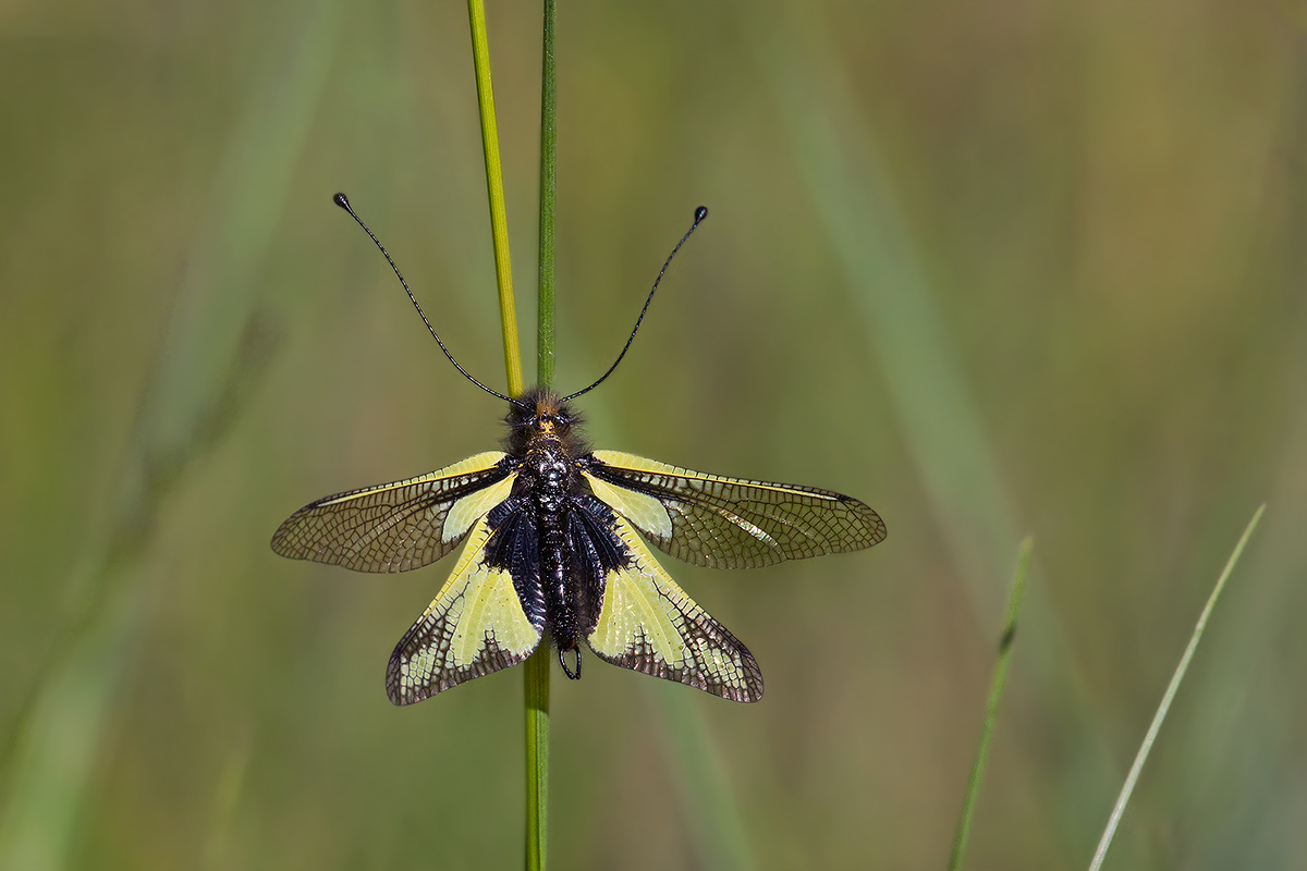 Ascalaphus libelluloides