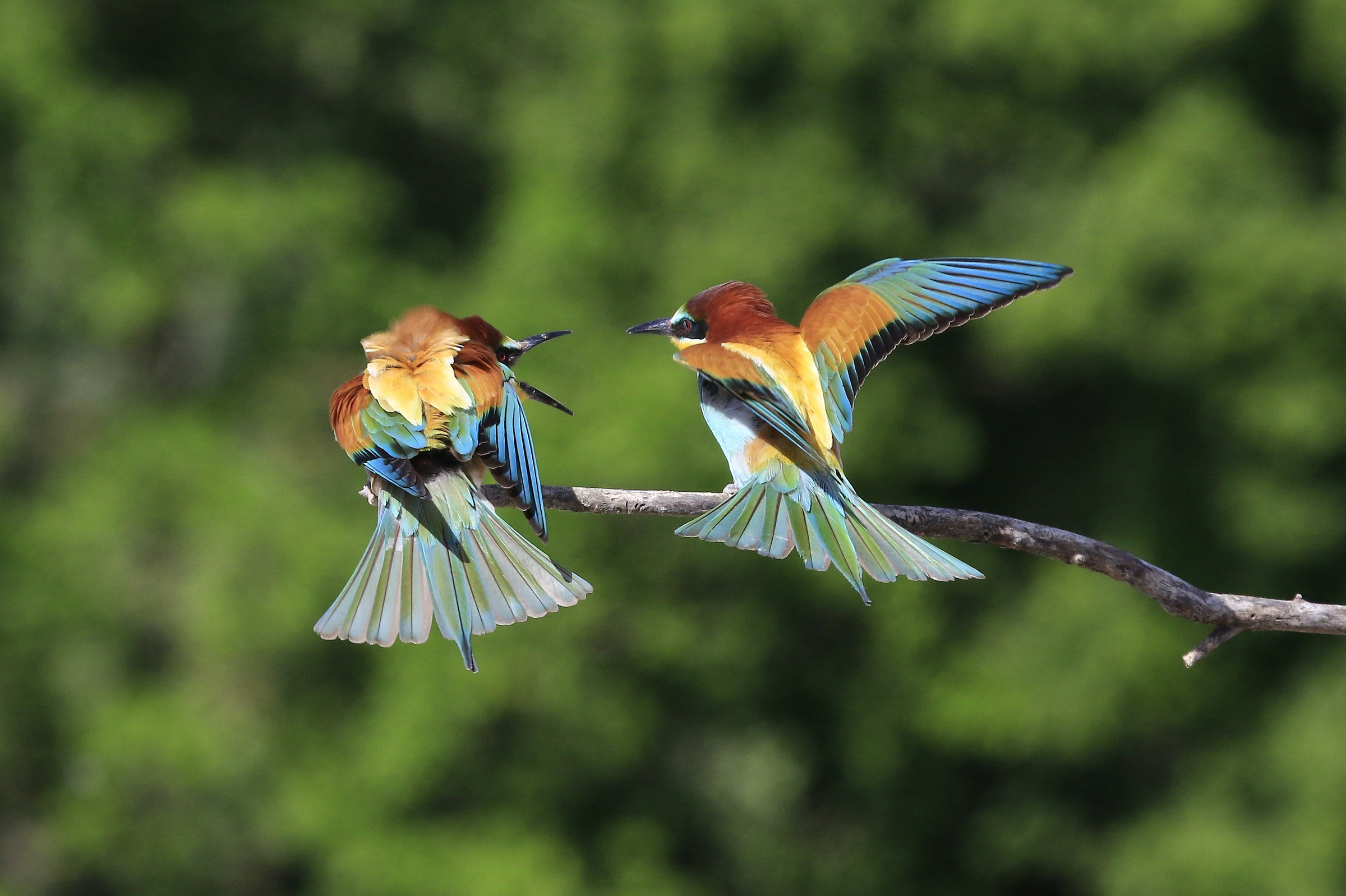 Bee-eaters 2014: Guest unwelcome
