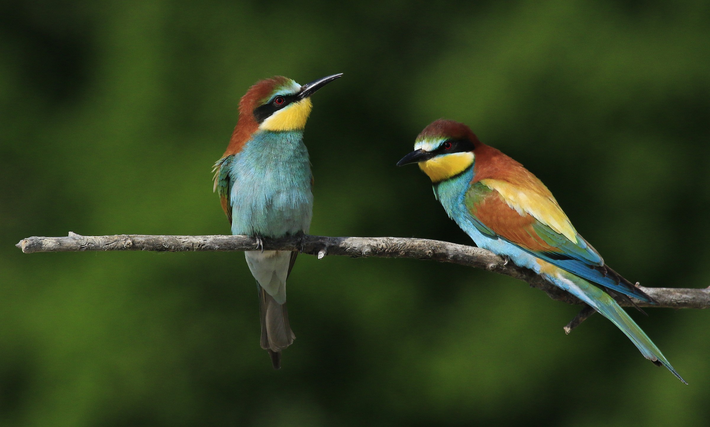 Bee-eaters 2014: Couple