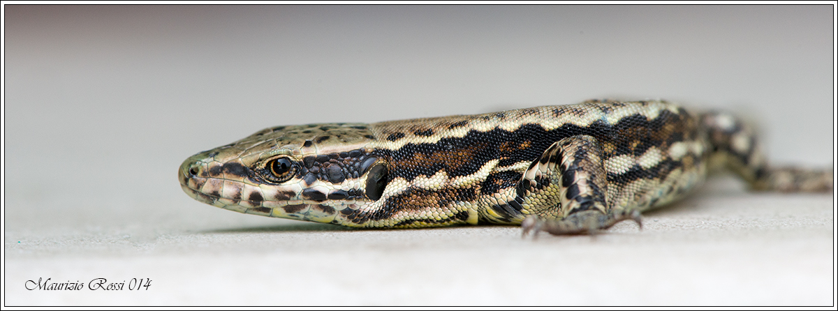 Lucertola primordiale