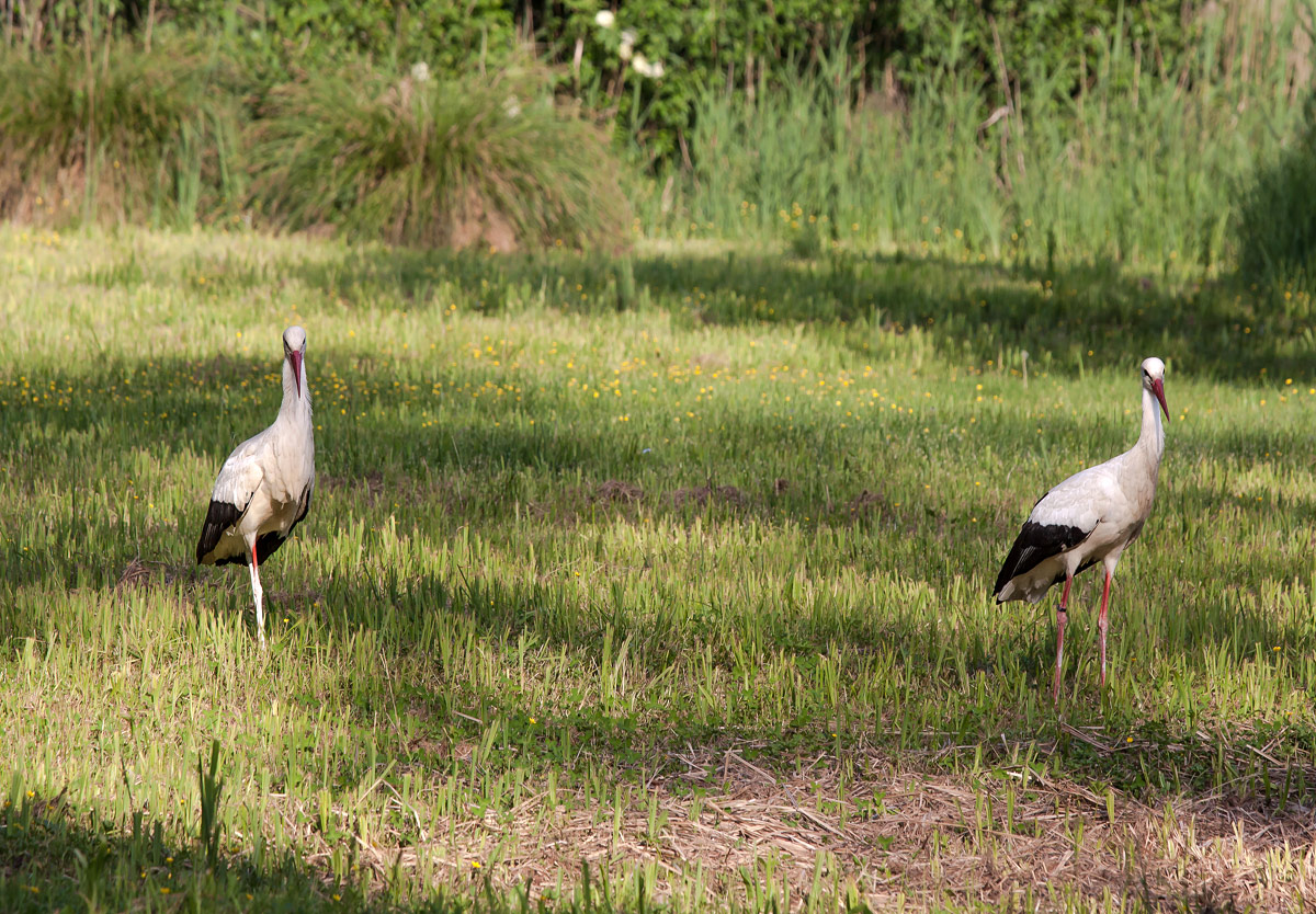 storks - oasis cervara