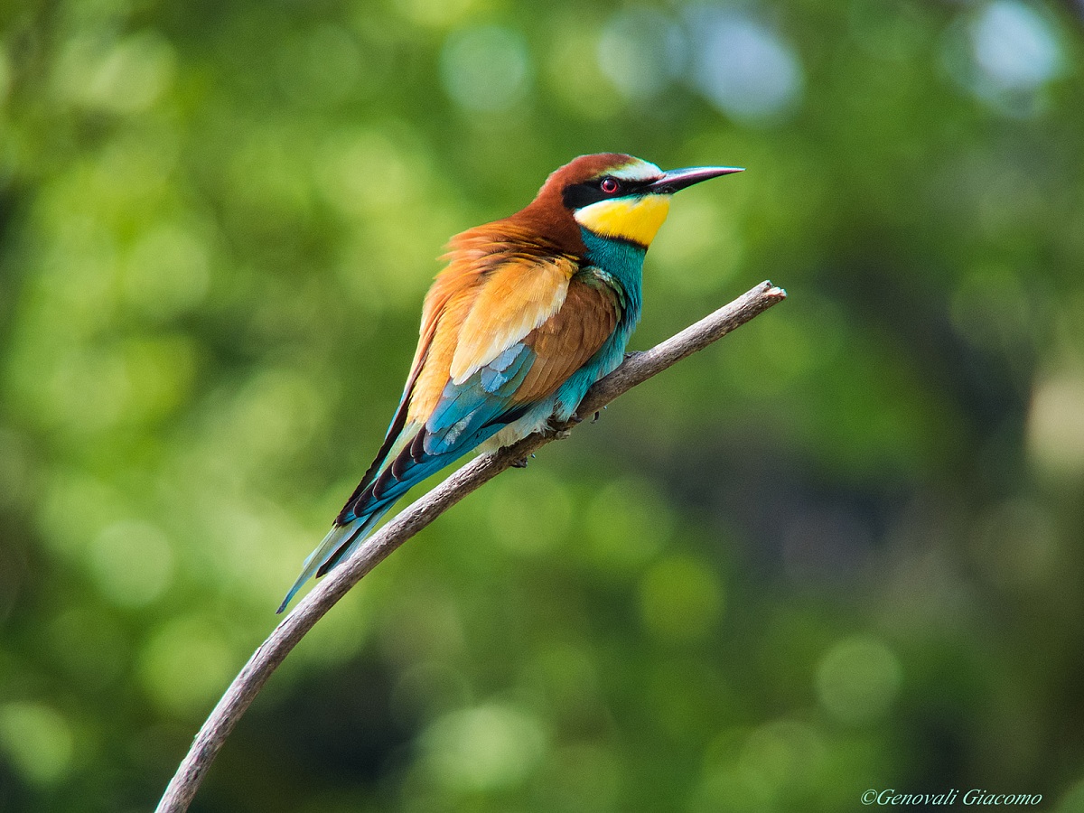 my first bee-eater