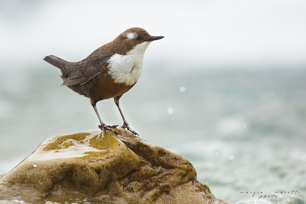 Dipper