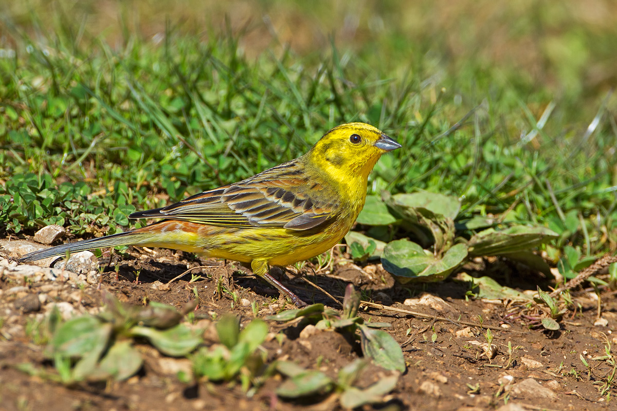Yellowhammer