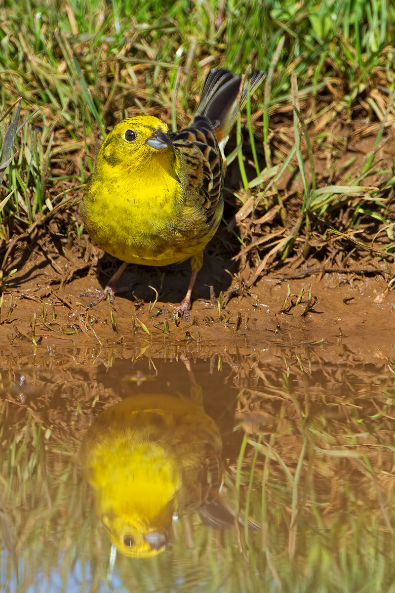 Yellowhammer